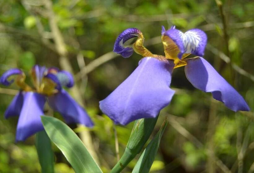 Номер Deluxe, Espaço Puri