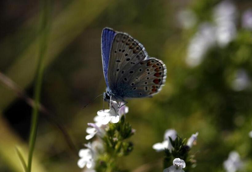 Standard Egyágyas Szoba, Sv. Mihovil