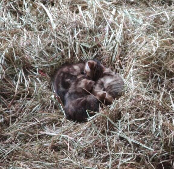 가든 전망 주니어 스위트, La Belle Etoile