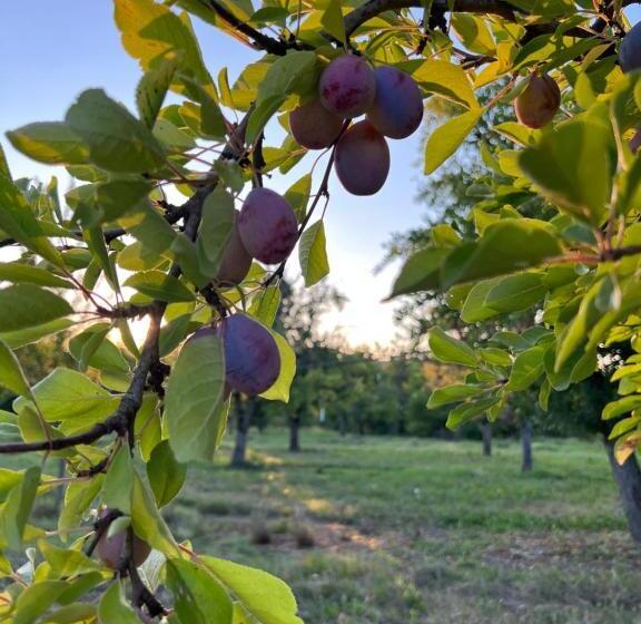 חדר סטנדרט עם מיטת קינג, La Bastide Portoly B&b Pruneaux