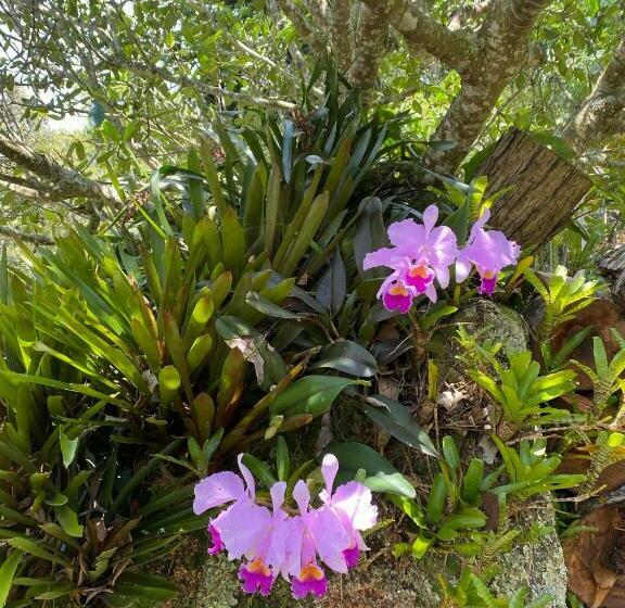 غرفة ديلوكس, Drapa Resort