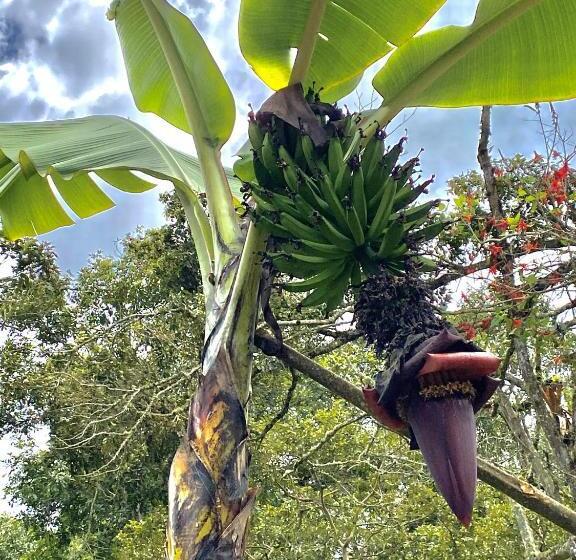 بنجلو قياسى مطلّ علي الحديقة, Drapa Resort