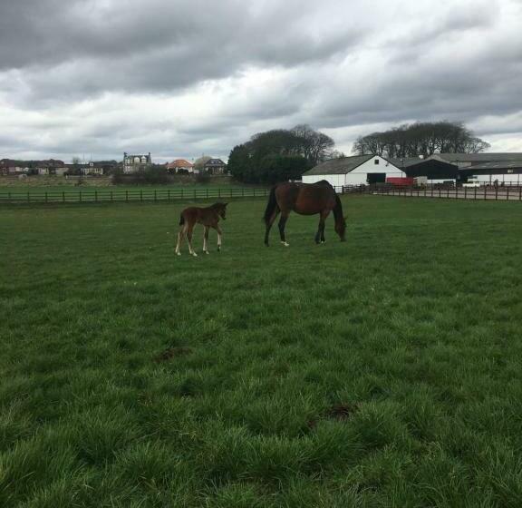 스탠다드 룸 가든 전망, Auchenlea Bed And Breakfast