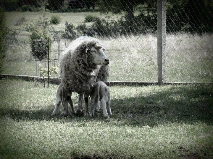 家庭洋房, Cabanas ´portal Norte
