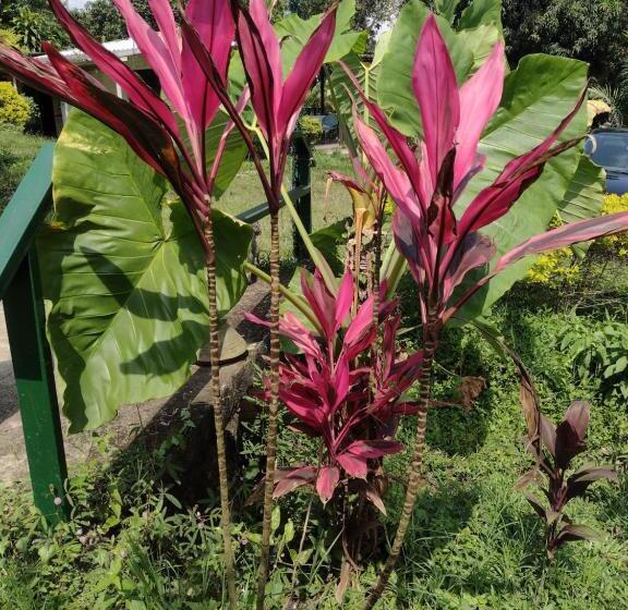 Family Suite, Villa Falian Nido Colibrí