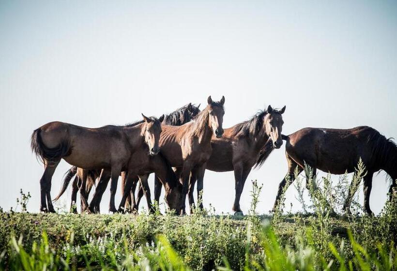 침실 1개 주택, Pensiunea Nest