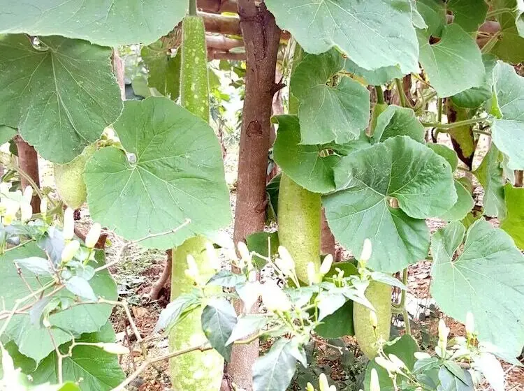 اتاق خانوادگی, Phong Nha Magic Fingers Homestay And Spa
