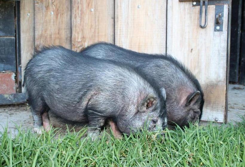 شاليه غرفة نوم واحدة, El Hostel Granjero