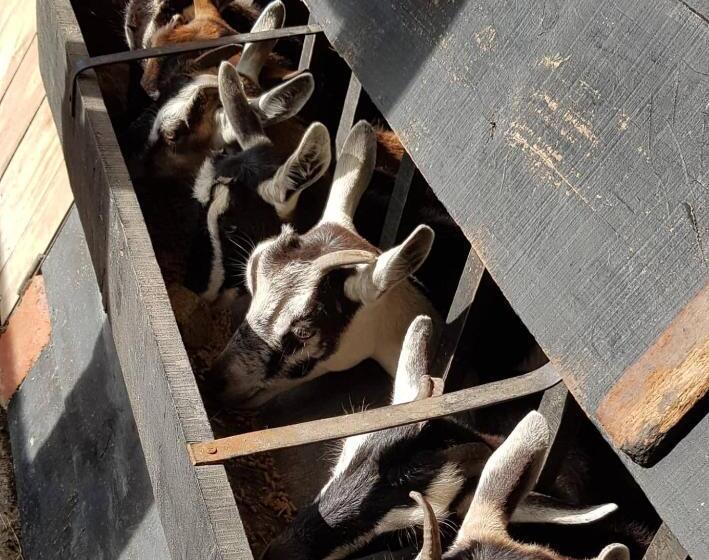 شاليه غرفة نوم واحدة, El Hostel Granjero