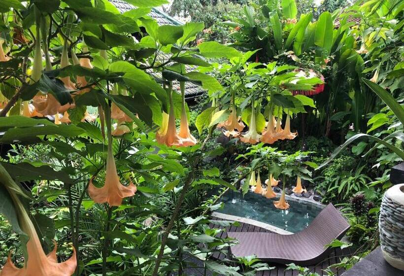 Deluxe Værelse King Size Seng, White Lotus Oasis