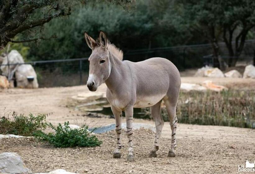 디럭스 룸, La Micocoule