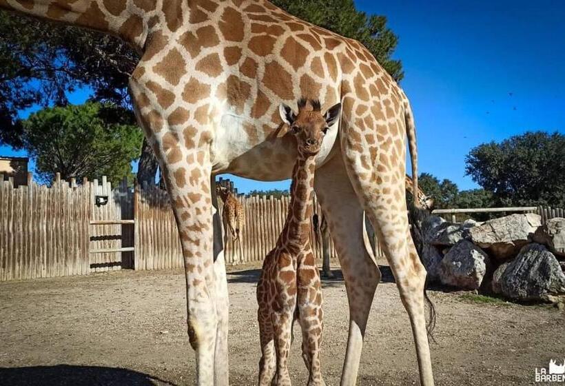 디럭스 룸, La Micocoule