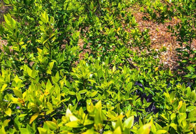 디럭스 룸, Funtana E Mari