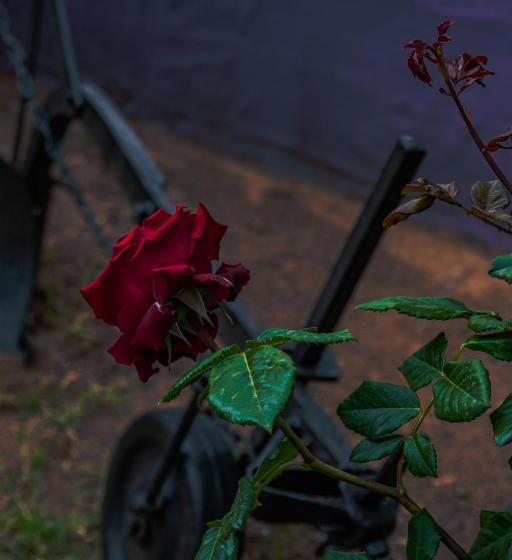 디럭스 룸, Funtana E Mari