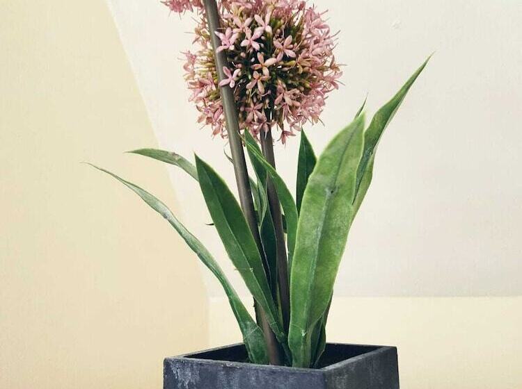 חדר סטנדרט, Abbeyfield Guesthouse