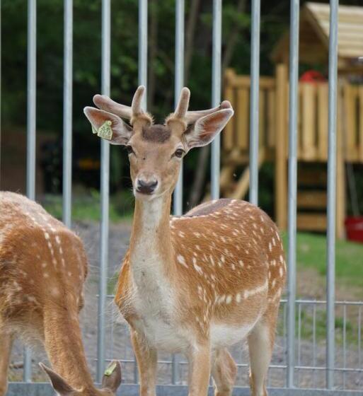 חדר משפחתי, Le Val Des Cerfs   Het Hertendal