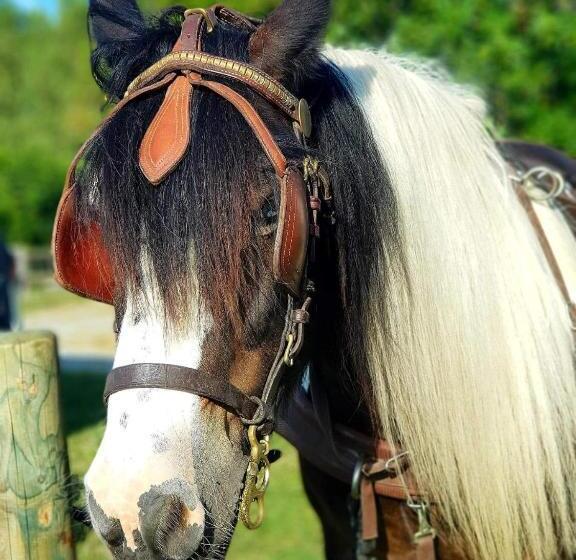패밀리 룸, Les Chevaux De L Hippocampe