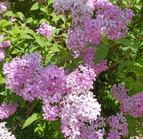 패밀리 룸, Les Chevaux De L Hippocampe