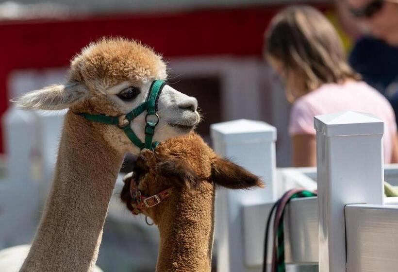 标准工作室, Apartment House Kamzík 9