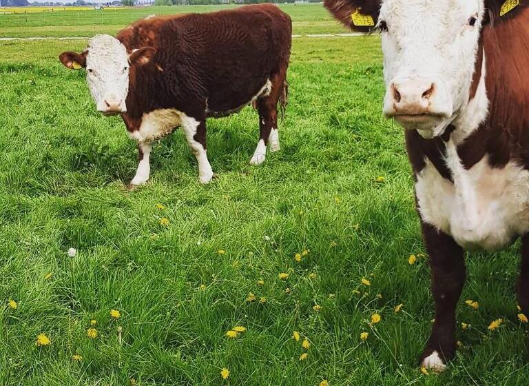 带1个卧室的豪华公寓, Ontbijt Bij De Boerenmeid