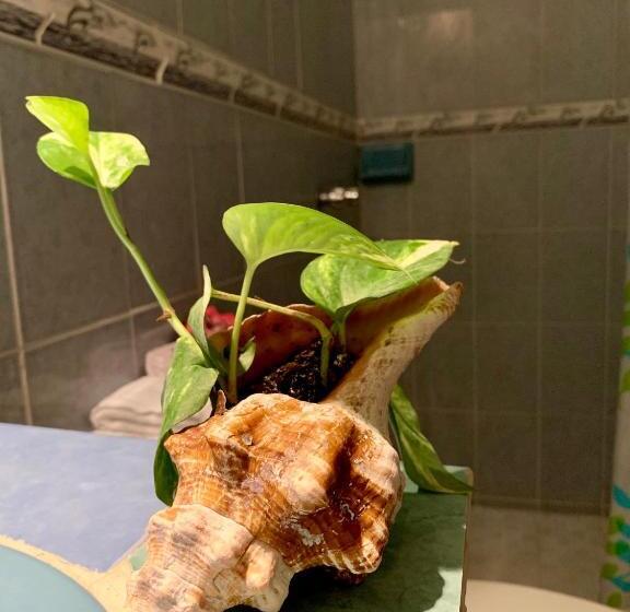 低层单卧公寓, Estudios Rehilete