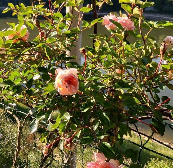 スイート, La Combe Fleurie