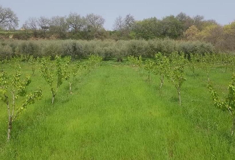 شقة غرفة واحدة, Gaeleon Campofilone