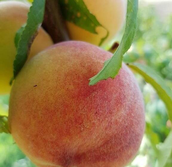 شقة غرفة واحدة, Gaeleon Campofilone