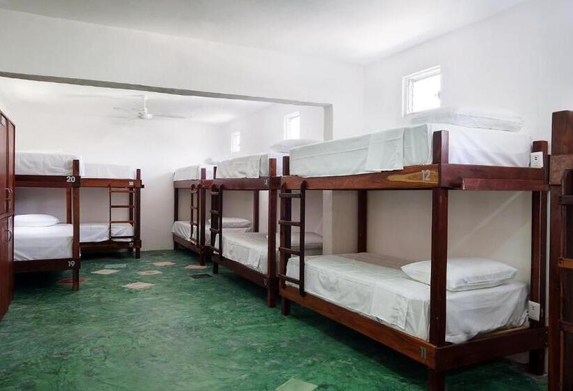 מיטה בחדר משותף, Red Panda Hostal