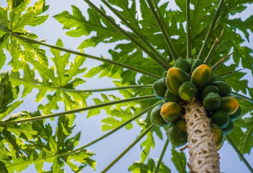 带花园景观的标准三人间, Bears  Place Guest House