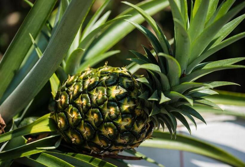 带花园景观的标准三人间, Bears  Place Guest House