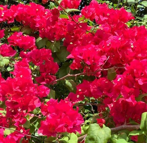 بانگلوی استاندارد, Powers  Holiday Vacations