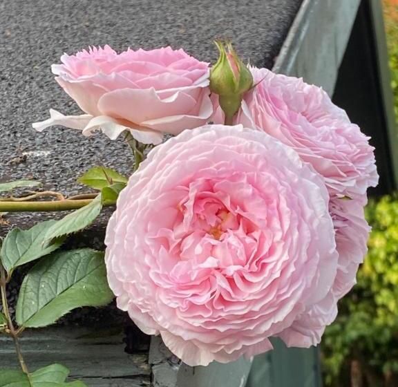 اتاق اکونومی, Brackenberry