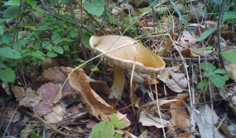 חדר סטנדרט לארבעה, Agriturismo Fiorendo