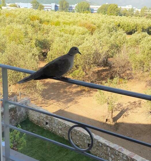 스탠다드 테라스 룸, La Tortora