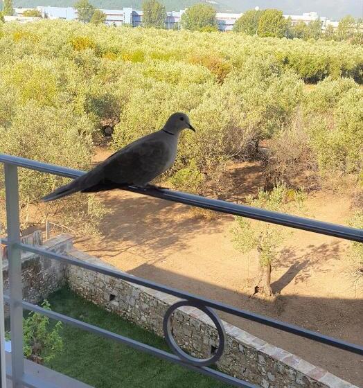 수피리어 싱글 룸, La Tortora