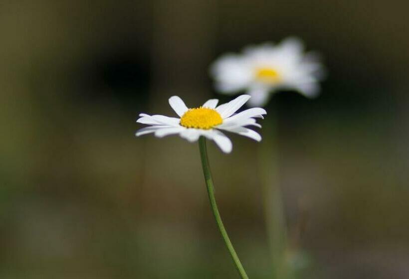 스탠다드 트리플 룸, Ringlerhof