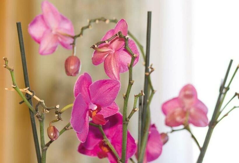 4인용 스탠다드 룸, Ringlerhof