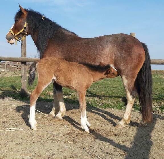 带2个卧室的公寓, Agriturismo Casa De Colores