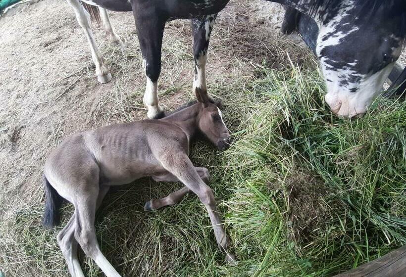 带2个卧室的公寓, Agriturismo Casa De Colores