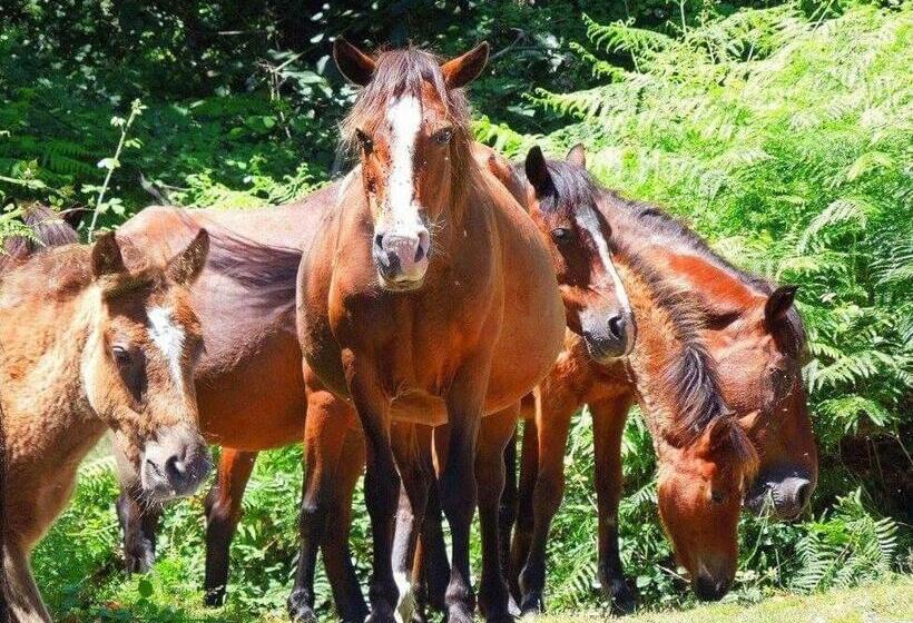 غرفة ديلوكس, Quinta Da Carvalha