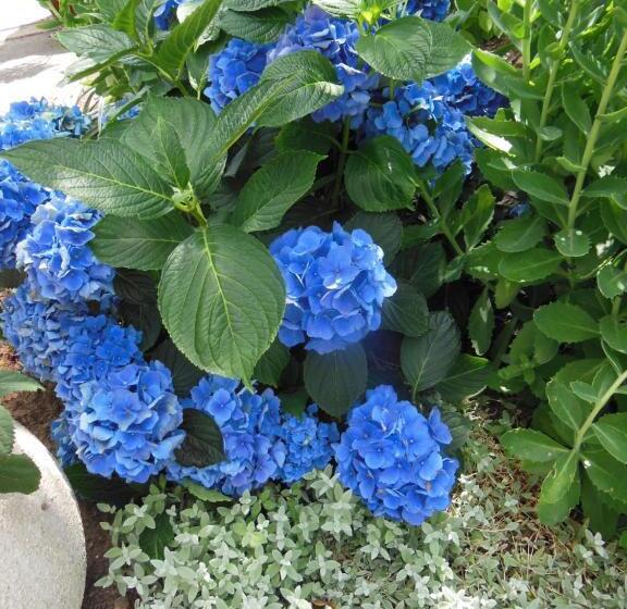 חדר סטנדרט, Ty An Eol