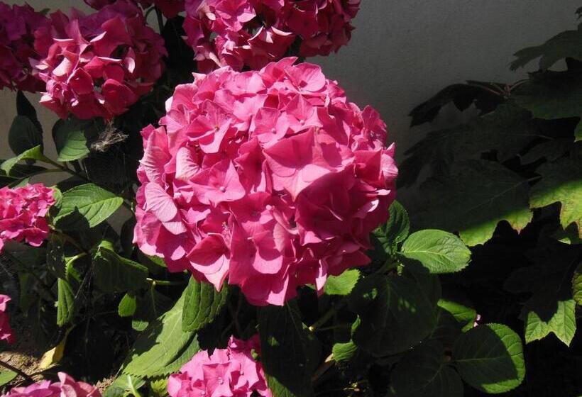 스탠다드 룸, Ty An Eol