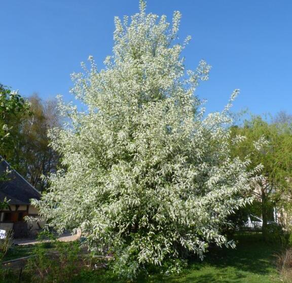 اتاق استاندارد با چشمانداز باغ, Stuartlodge S