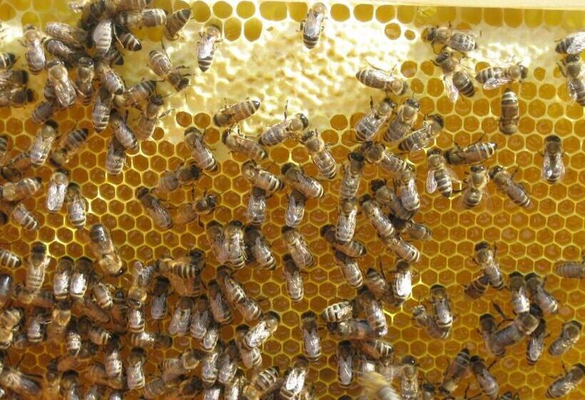 バルコニー付きスタンダードステューディオ, Klausmoarhof