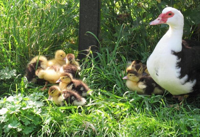 バルコニー付きスタンダードステューディオ, Klausmoarhof