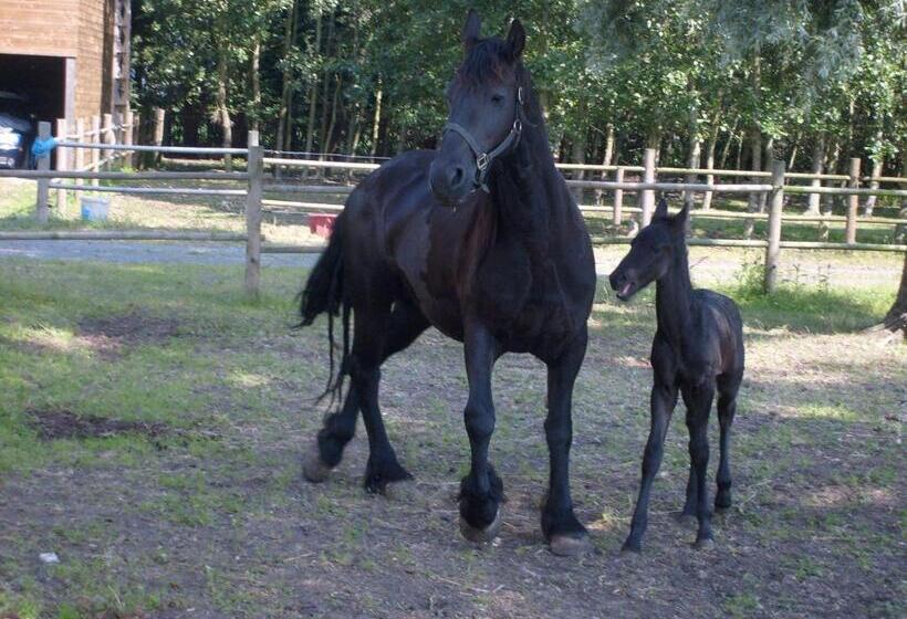 Семейный Номер Совместный Санузел, B&b Ter Castaigne