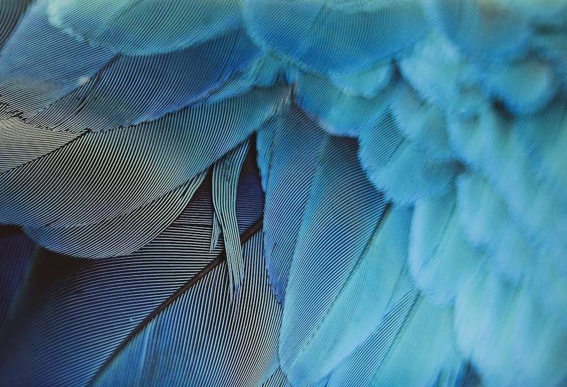 スーペリアールーム, De Seze