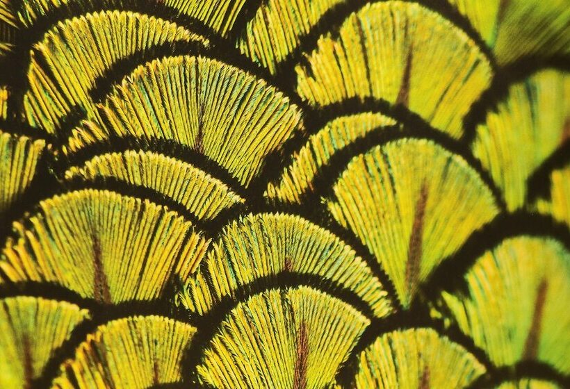 デラックスルーム, De Seze