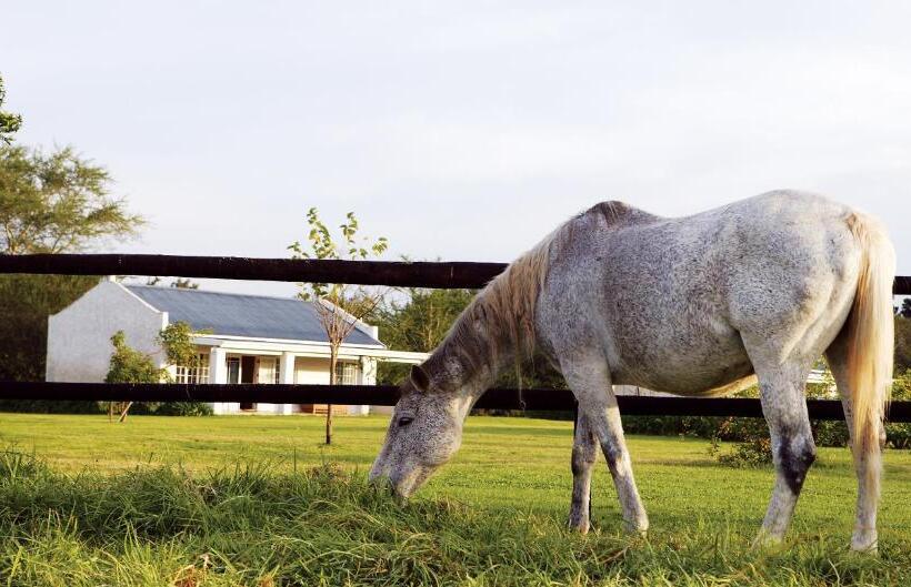 Хижина, Elephant House